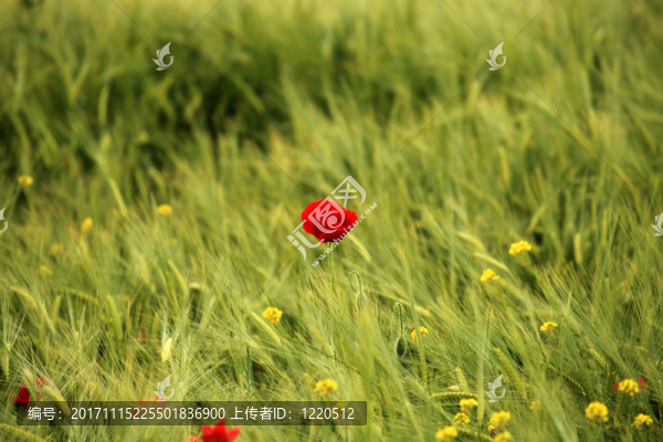 花