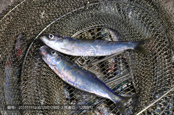 鯡魚
