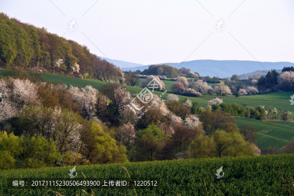 櫻花