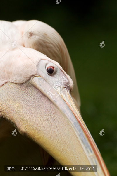 鳥