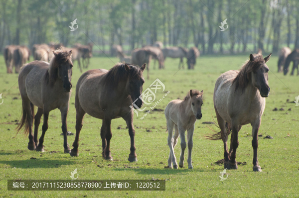 野馬兒