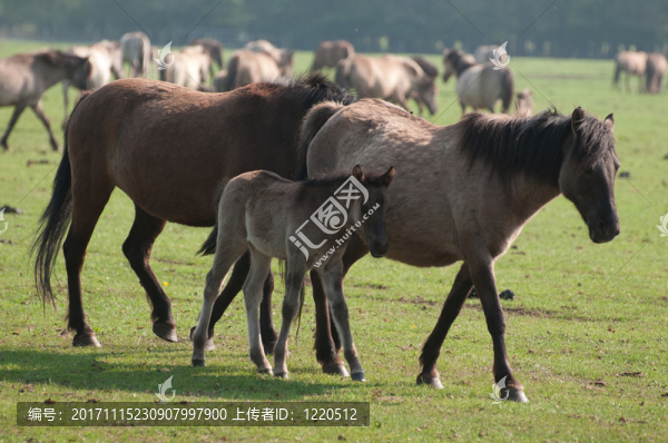 野馬家族