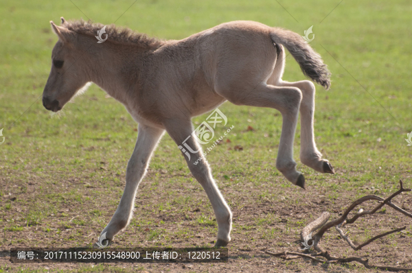 跳躍的馬駒