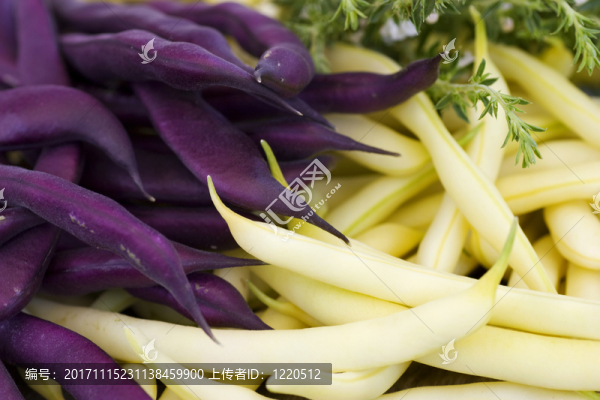 紫色和黃色的豆子，用草藥原料特寫