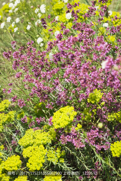 花園