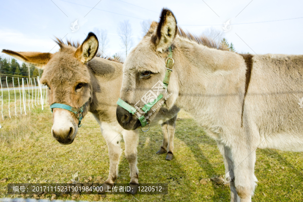 動(dòng)物-匯圖網(wǎng) www.fosd68.com 動(dòng)物