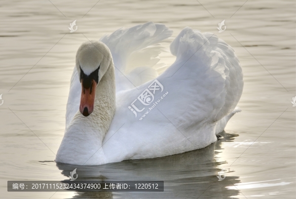 天鵝