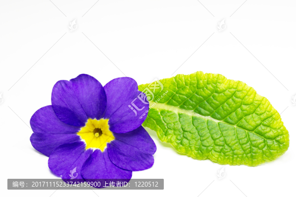報春花（報春花）,-,關(guān)閉