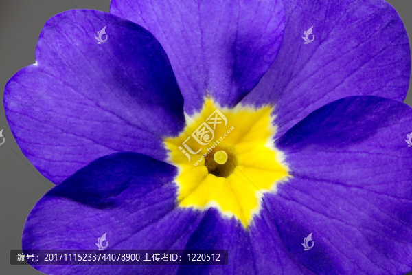 報(bào)春花（報(bào)春花）,-,關(guān)閉