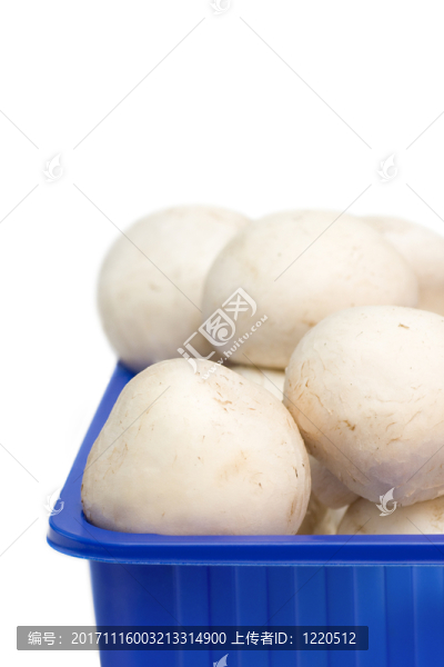 在藍(lán)色塑料盒的白色蘑菇