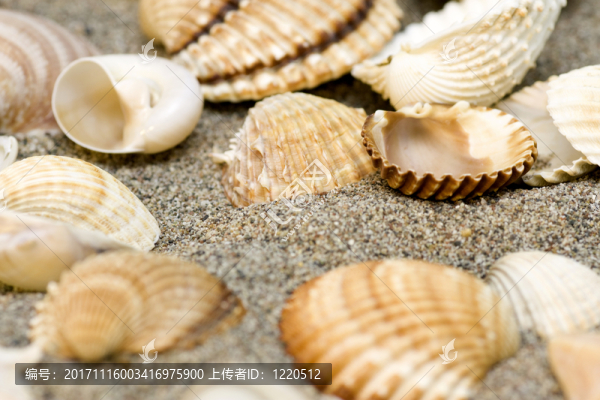 殼