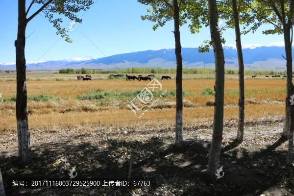 樹林,麥田