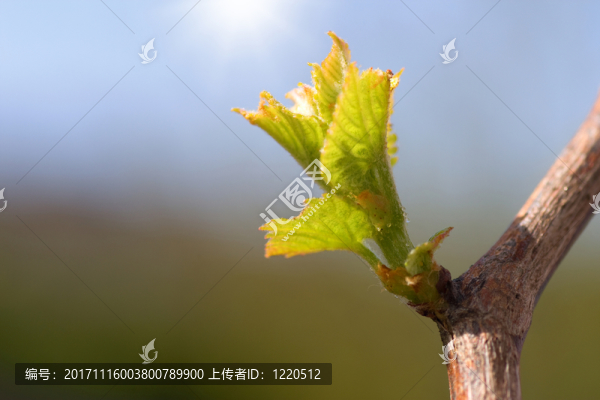 藤在一個(gè)晴天特寫鏡頭離開