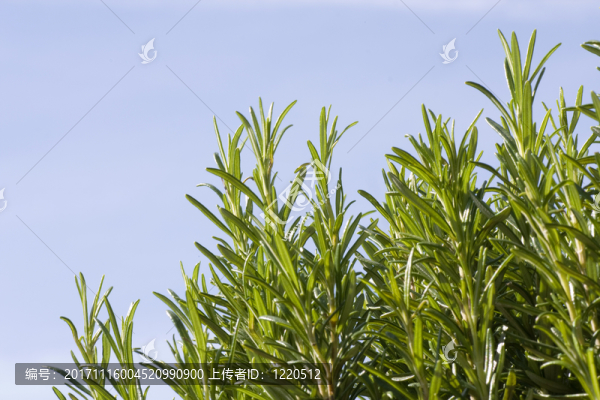 藍(lán)色
