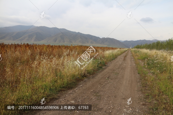田間小路