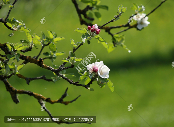 蘋果花