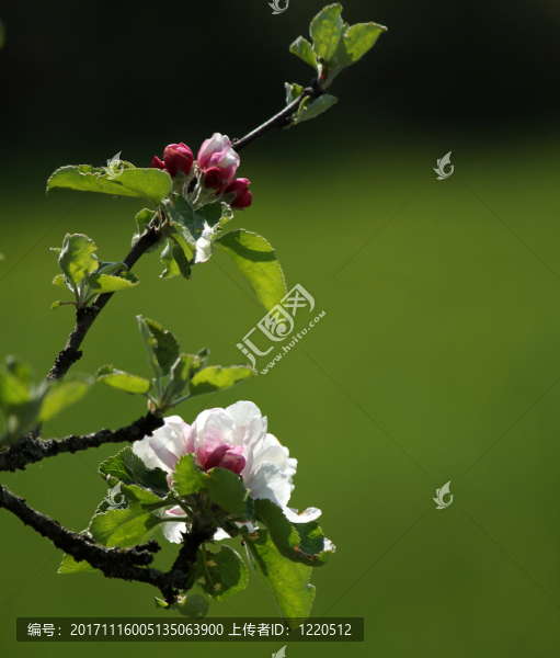 蘋(píng)果花