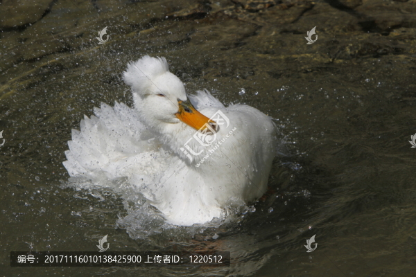 泳帽鴨子