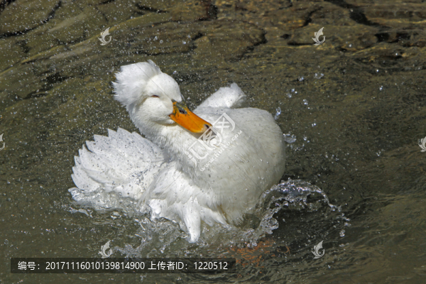 泳帽鴨子