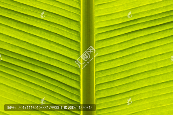香蕉
