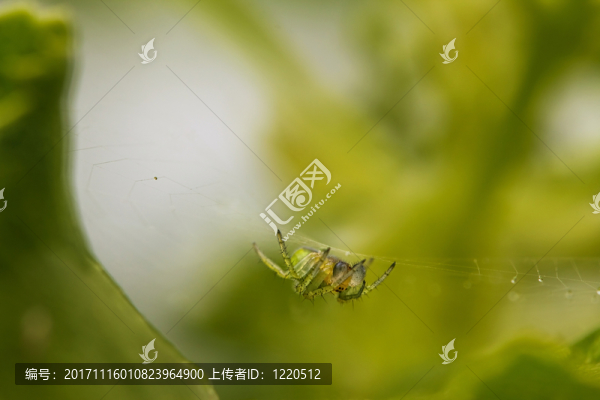 蜘蛛在她的網(wǎng)