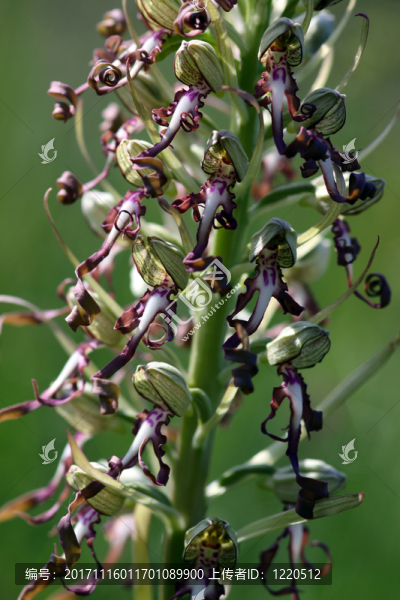 himantoglossum,hircinum花