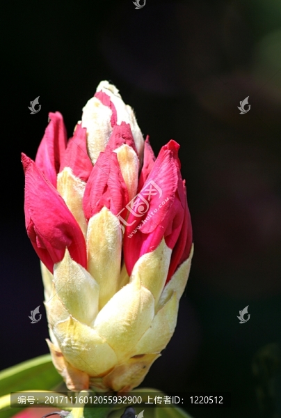 杜鵑花芽