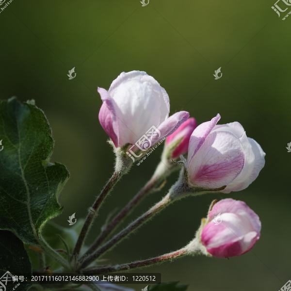apfelblüte