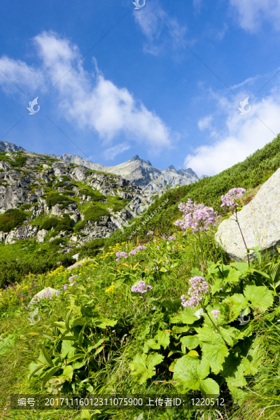山