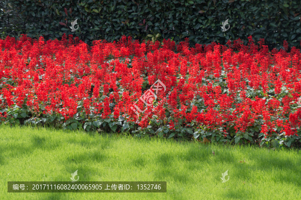 一串紅