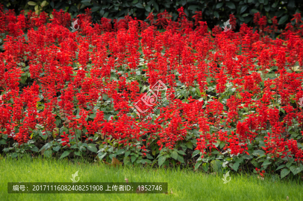 一串紅