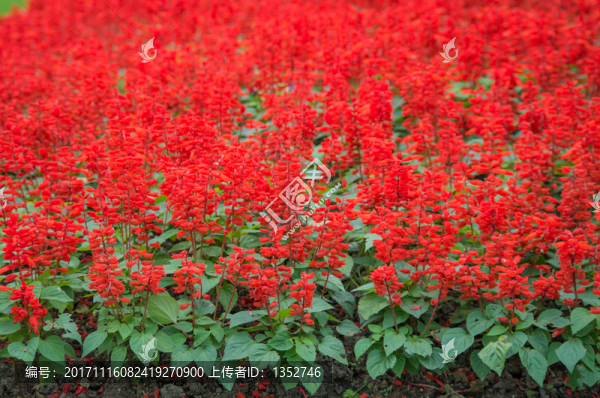 一串紅