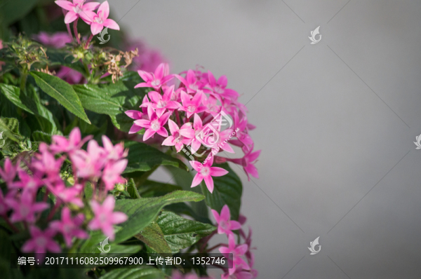 唯美小花