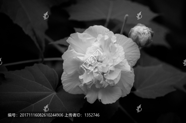 芙蓉花