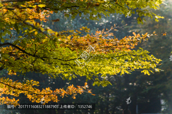 秋天景色