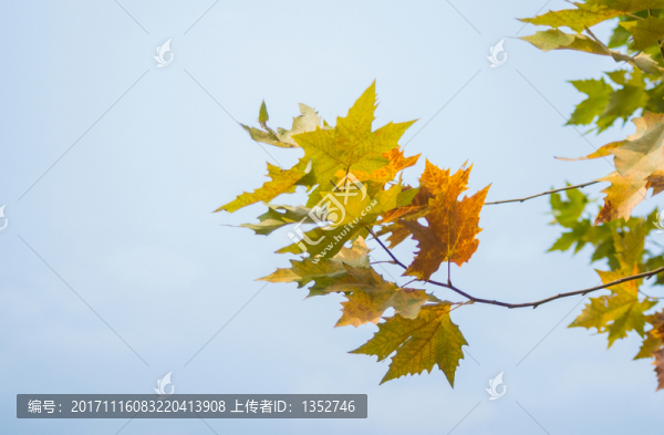 梧桐葉