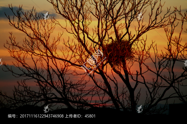 樹枝鳥巢