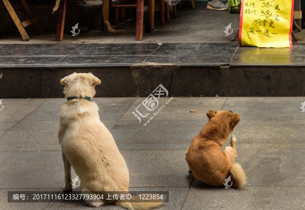 寵物店門口的兩只狗