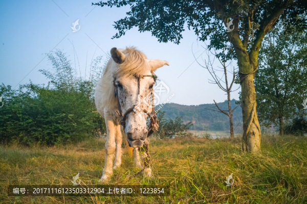 白馬
