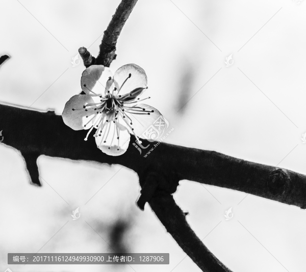 花開(kāi)淡墨痕