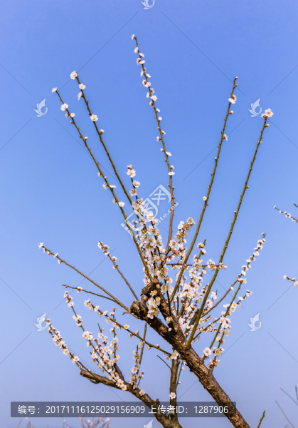 梅花
