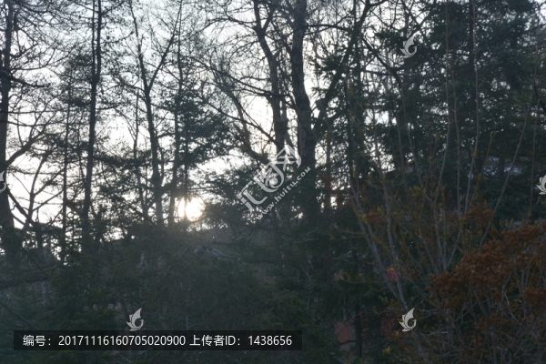 森林