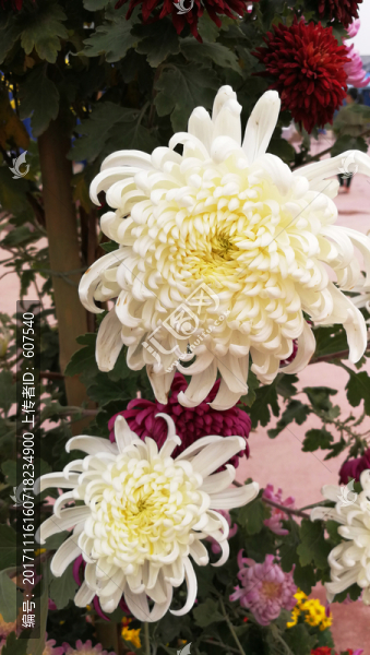 花,菊花,花卉,花瓣,鮮花