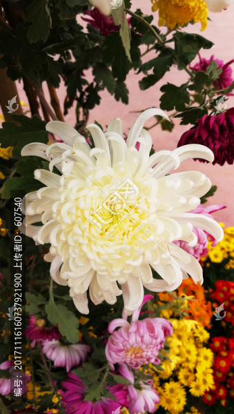 花,菊花,花卉,花瓣,鮮花
