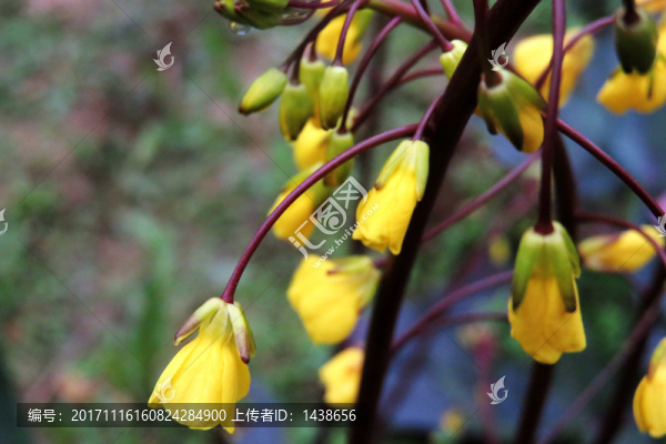 紫菜薹