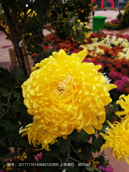 花,菊花,花卉,花瓣,鮮花