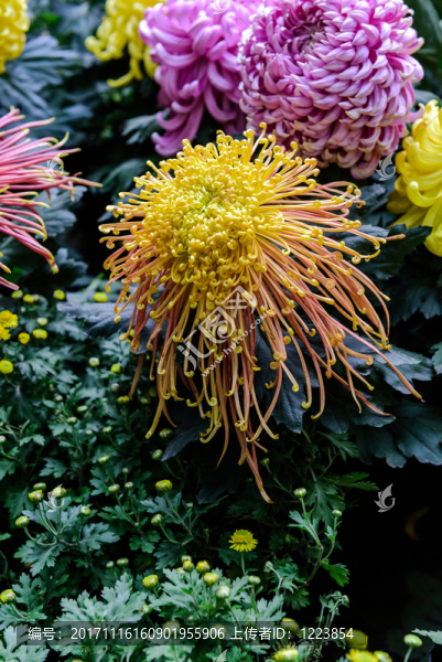菊花
