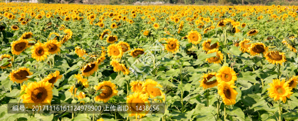 向日葵