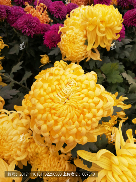 花,菊花,花卉,花瓣,鮮花