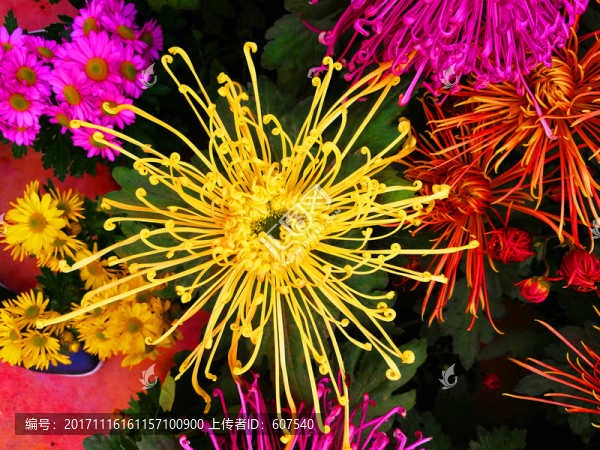 花,菊花,花卉,花瓣,鮮花